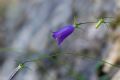 Campanula carnica